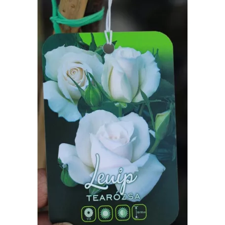 Konténeres magastörzsű rózsa