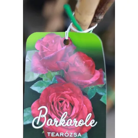 Konténeres magastörzsű rózsa