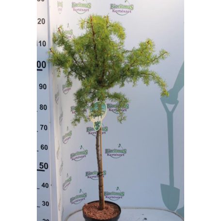 Japán vörösfenyő Larix kaempf. 'Diana' 60cm