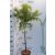 Japán vörösfenyő Larix kaempf. 'Diana' 60cm