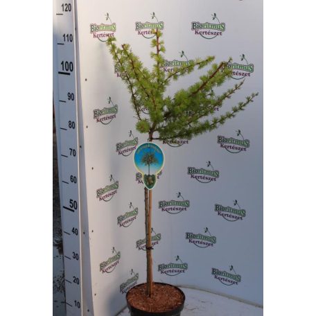 Larix kaempf. 'Magic Gold' 60cm