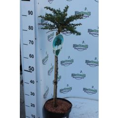   Japán kék törpe vörösfenyő Larix kaempf. 'Blue Dwarf' 60cm