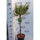 Európai vörösfenyő Larix decidua 'Kornik' 60 cm