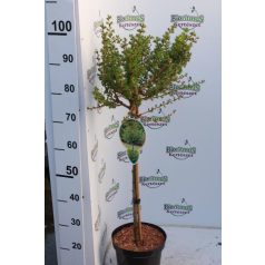   Európai vörösfenyő Larix decidua 'Kornik' 60 cm