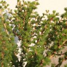 Európai vörösfenyő Larix decidua 'Kornik' 60 cm