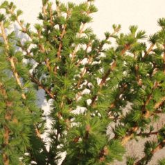   Európai vörösfenyő Larix decidua 'Kornik' 60 cm