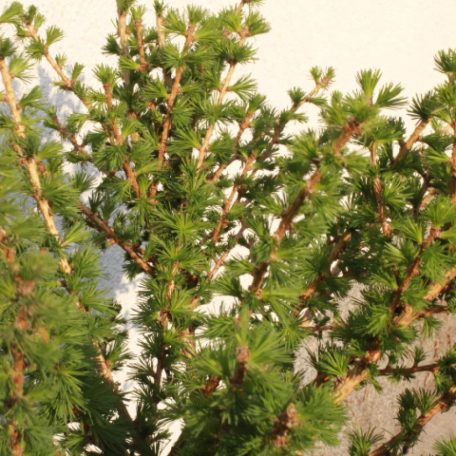 Európai vörösfenyő Larix decidua 'Kornik' 60 cm