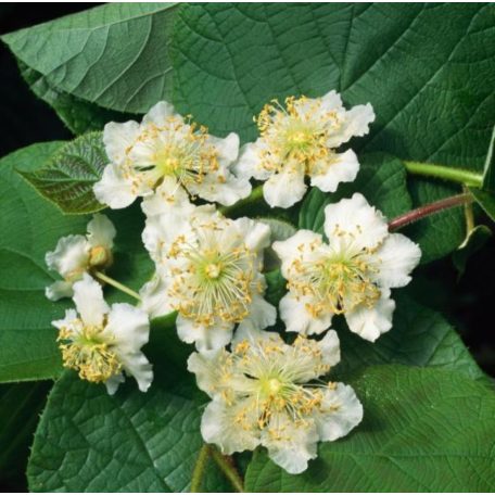 Porzós kivi Actinidia deliciosa 'Atlas'