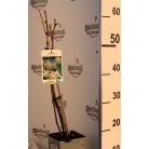 Termős kivi Actinidia deliciosa Hayward