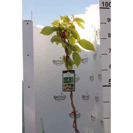 Termős kivi Actinidia deliciosa Hayward