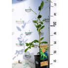 Öntermékeny kopasz kivi Actinidia a. Issai 80-100 cm