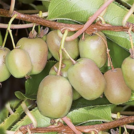 Öntermékeny kopasz kivi Actinidia a.Issai 80-100 cm