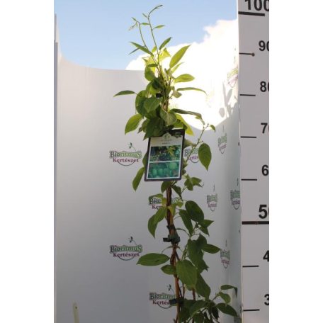 Öntermékeny kopasz kivi Actinidia a. Issai 80-100 cm