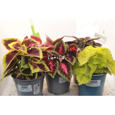 Díszcsalán Coleus blumei 15-20 cm