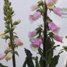 Gyűszűvirág Digitalis 'Pink Panther'