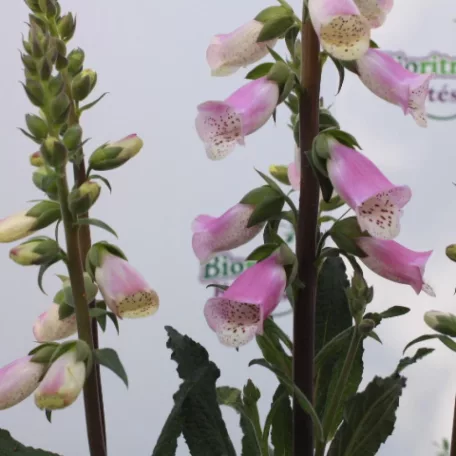 Gyűszűvirág Digitalis 'Pink Panther'