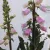 Gyűszűvirág Digitalis 'Pink Panther'