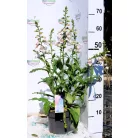 Gyűszűvirág Digitalis 'Pink Panther'