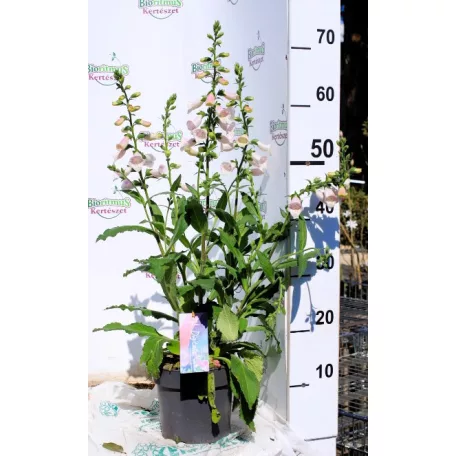 Gyűszűvirág Digitalis 'Pink Panther'