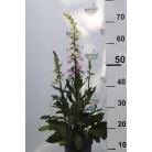 Gyűszűvirág Digitalis 'Pink Panther'