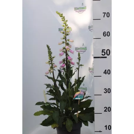 Gyűszűvirág Digitalis 'Pink Panther'