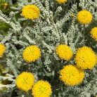 Hamvas cipruska Santolina chamaecyparissus