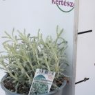 Hamvas cipruska Santolina chamaecyparissus