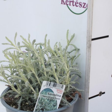 Hamvas cipruska Santolina chamaecyparissus