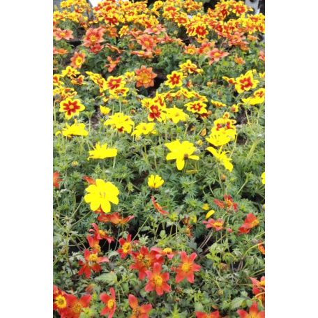 Balkon aranya Bidens