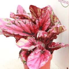 Begonia blad Beleaf mix   IBH3