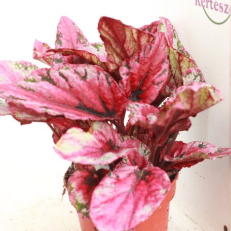 Begonia blad Beleaf gem 