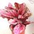 Begonia blad Beleaf gem 