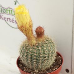 Cactus + big yellow buds  IBH3