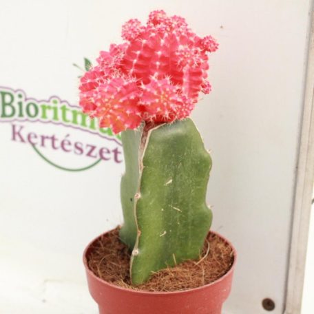 Rubinkaktusz Gymnocalicium mix IBH3