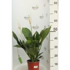 Vitorlavirág Spathiphyllum Bingo Cupido
