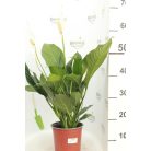 Vitorlavirág Spathiphyllum Bingo Cupido