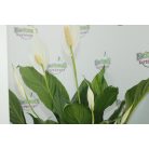 Vitorlavirág Spathiphyllum Bingo Cupido
