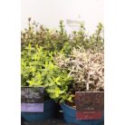 Veronikacserje Hebe in cultivars 15-20 cm