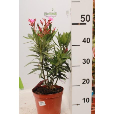 Leander Nerium oleander