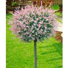 Tarkalevelű japán fűz Salix integra 'Hakuro-nishiki 60 cm törzs