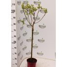 Tarkalevelű japán fűz Salix integra 'Hakuro-nishiki 60 cm törzs