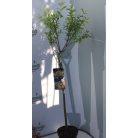 Tarkalevelű japán fűz Salix integra 'Hakuro-nishiki 60 cm törzs