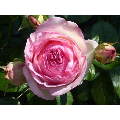 Futórózsa Eden Rose 100-110 cm