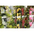 Futórózsa Eden Rose 100-110 cm