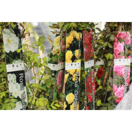 Futórózsa Eden Rose 100-110 cm