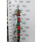 Futórózsa Eden Rose 100-110 cm