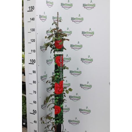 Futórózsa Eden Rose 100-110 cm