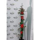 Futórózsa Eden Rose 100-110 cm