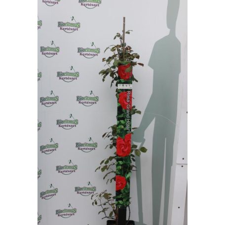Futórózsa Eden Rose 100-110 cm