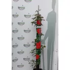 Futórózsa Leonardo da Vinci 100-110 cm
